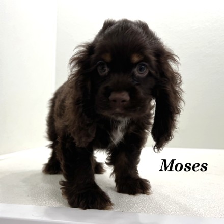 puppy, for, sale, Cocker Spaniel, Joe & Cherri  Overlease, dog, breeder, Miller, MO, dog-breeder, puppy-for-sale, forsale, nearby, find, puppyfind, locator, puppylocator, aca